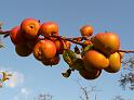 Reife Apfel